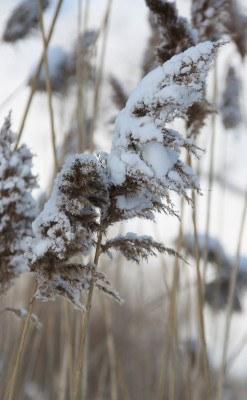 ABCsnowygrass