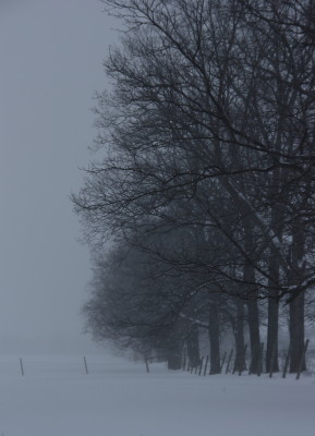 ABCstarktrees