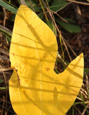 a23sassafras-michigan