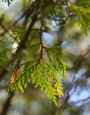 abcedarbranch