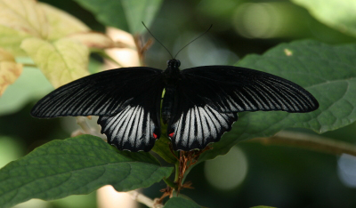 aqbutterfly