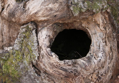 aqknothole