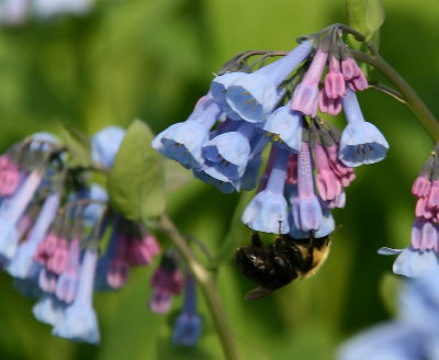 gwtbluebells