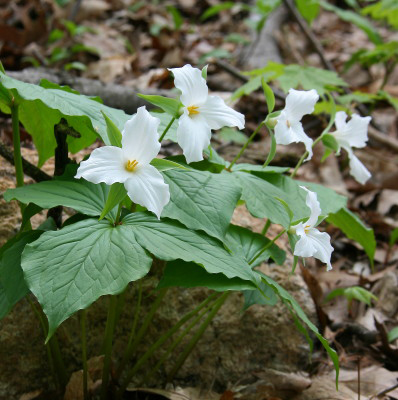 gwttrilliums
