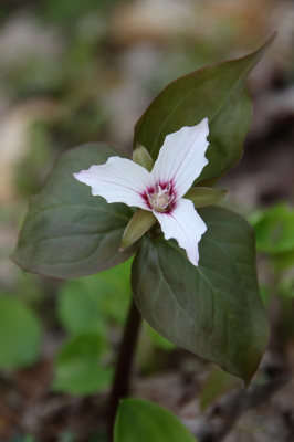 mbpaintedtrillium2