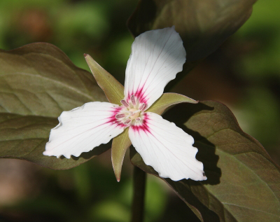 mbpaintedtrilliumcloseup