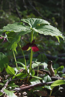 mbredtrillium11