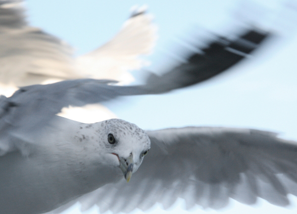 miseagull
