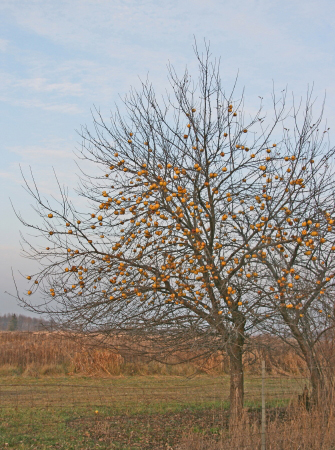 mlApple_Tree