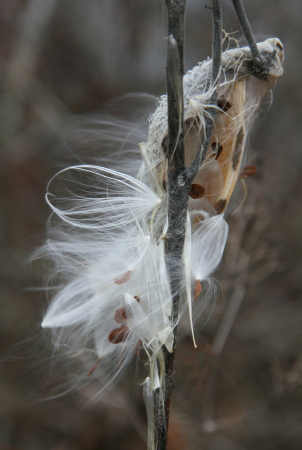 mlMilkweed