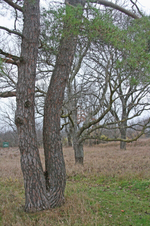 mlOdd_Trees