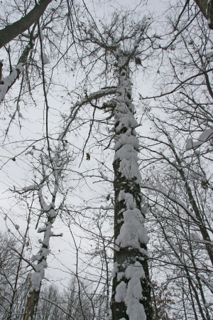 mlSnowy_Tree