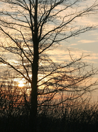 mlTree_Silhouette