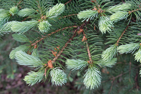 spruce
