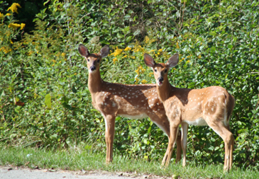 deer