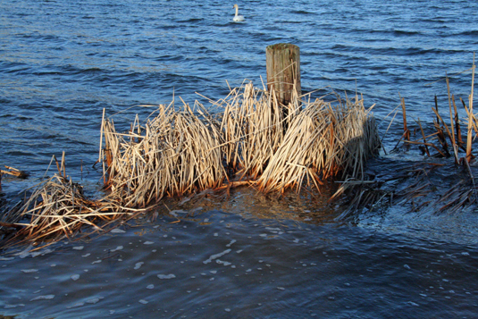 bluelakemescostacounty