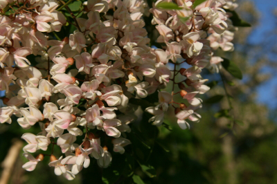 malocustflowers