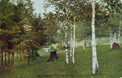 whitebirch